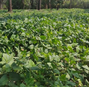 Cowpea