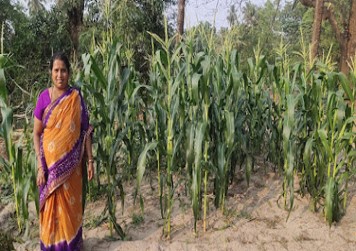 Sweet Corn