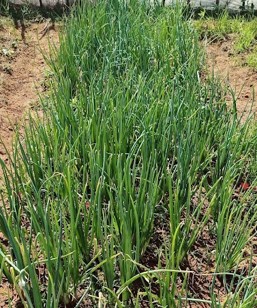 Onion