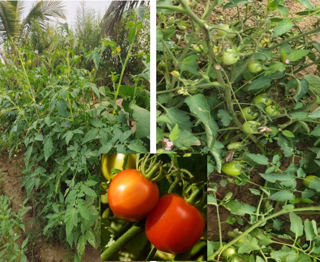 Tomato
