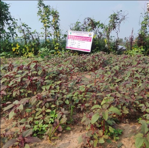 Red Amaranthus