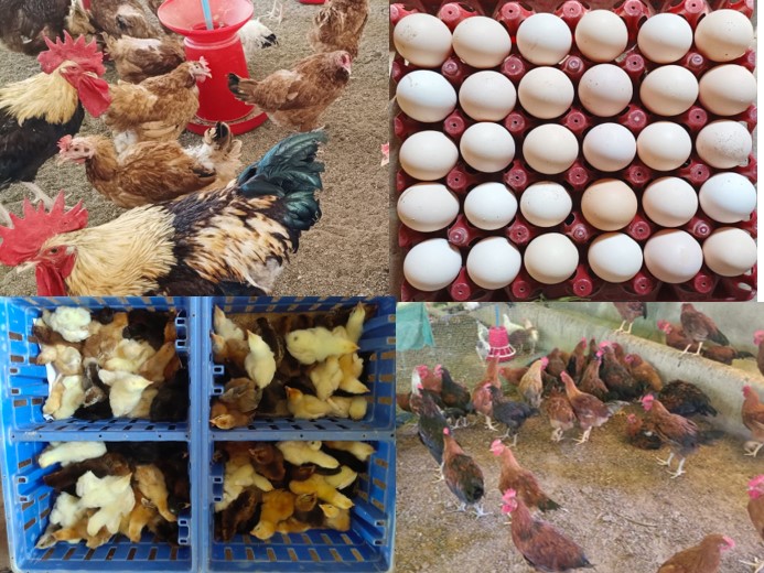 Poultry